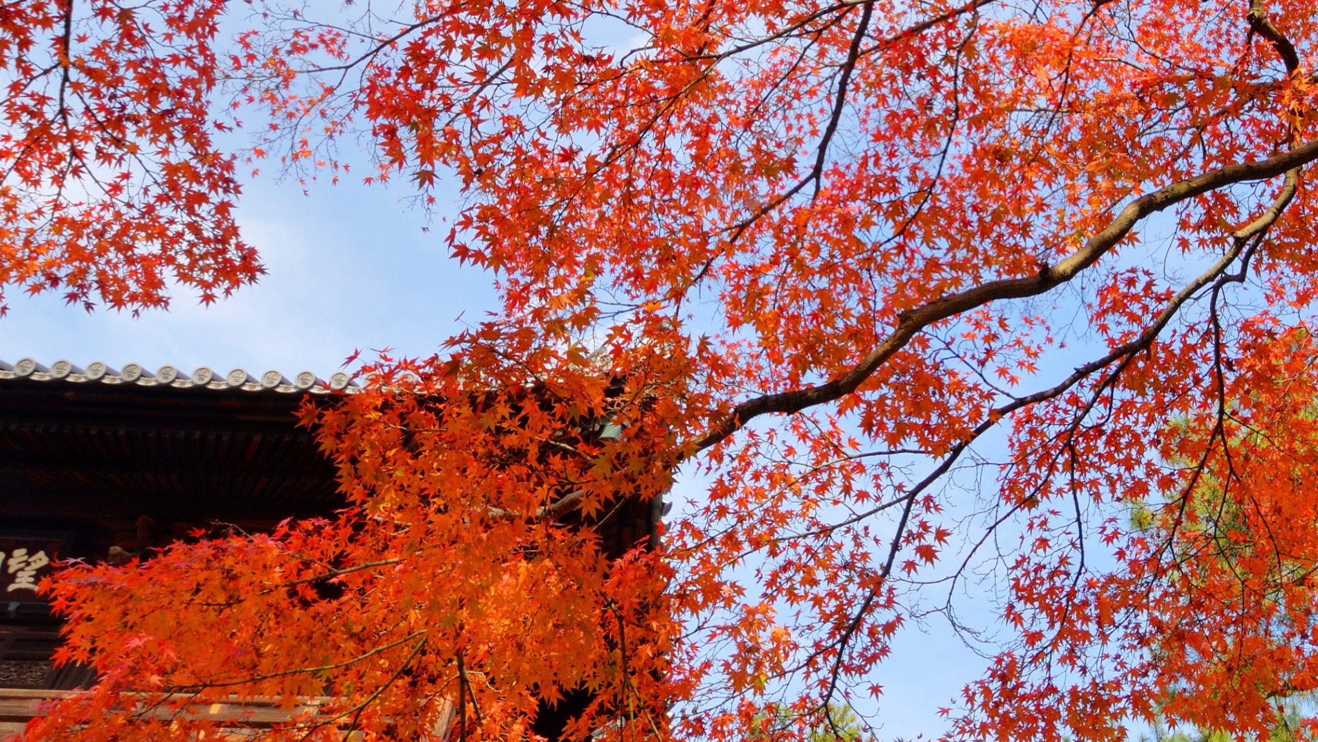 京都の紅葉風景
