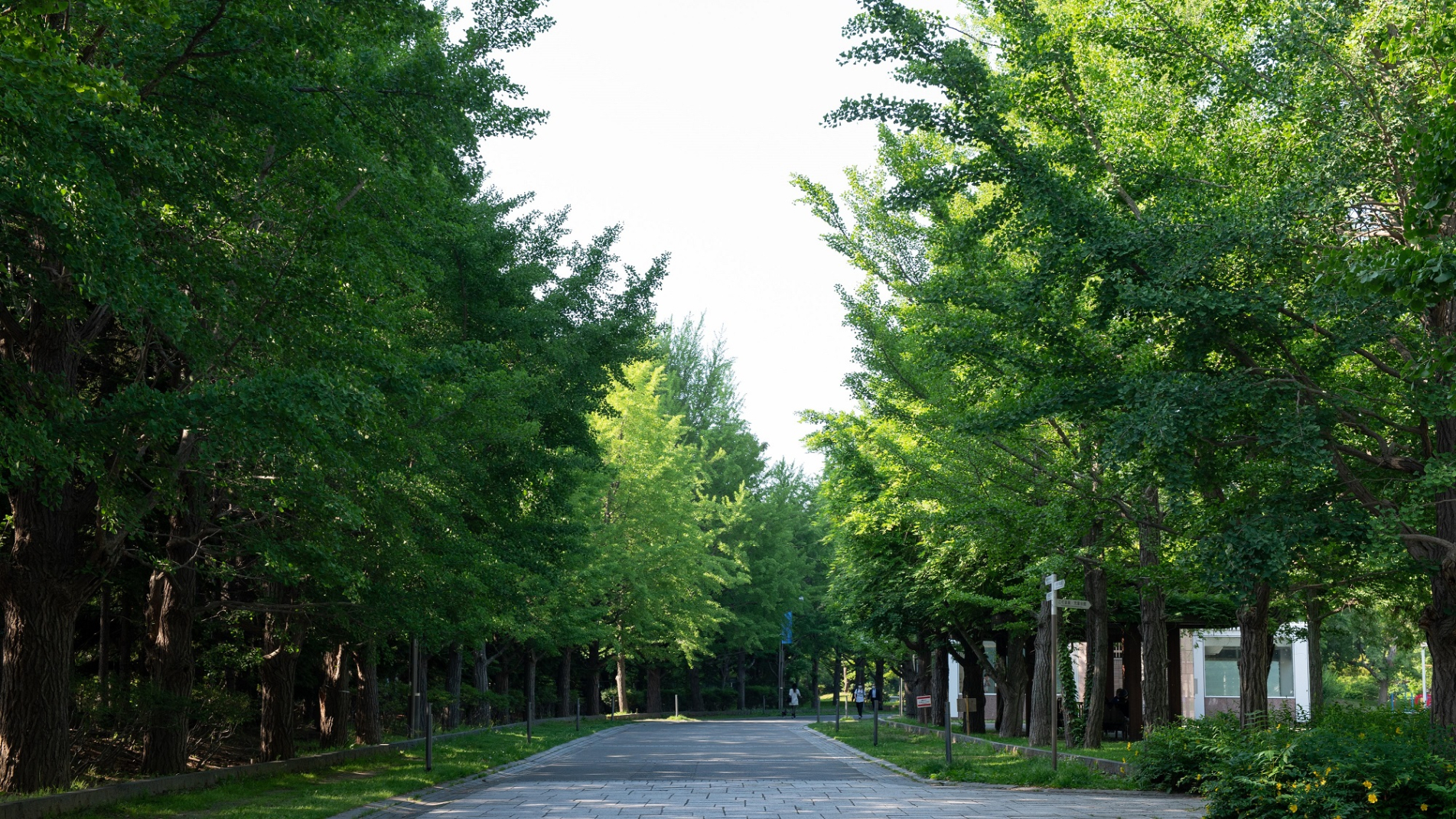 Fresh green trees at Nakajima Park