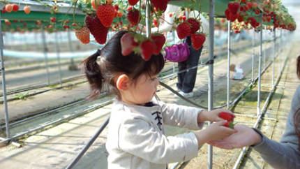 키노우치농원 딸기밭에서 딸기 따는 소녀의 모습