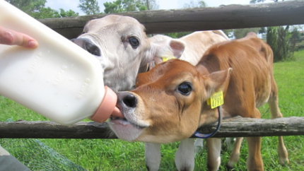 아소우유 목장의 송아지 두 마리가 젖병에서 우유를 마시고 있는 모습
