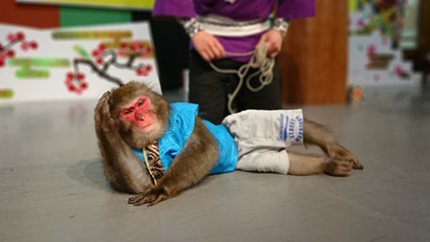 아소원숭이 극장의 원숭이가 누워 있는 모습