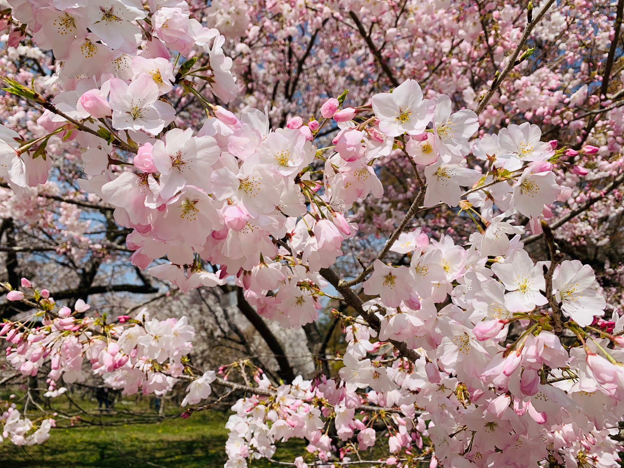京都各地で桜が満開です♪
