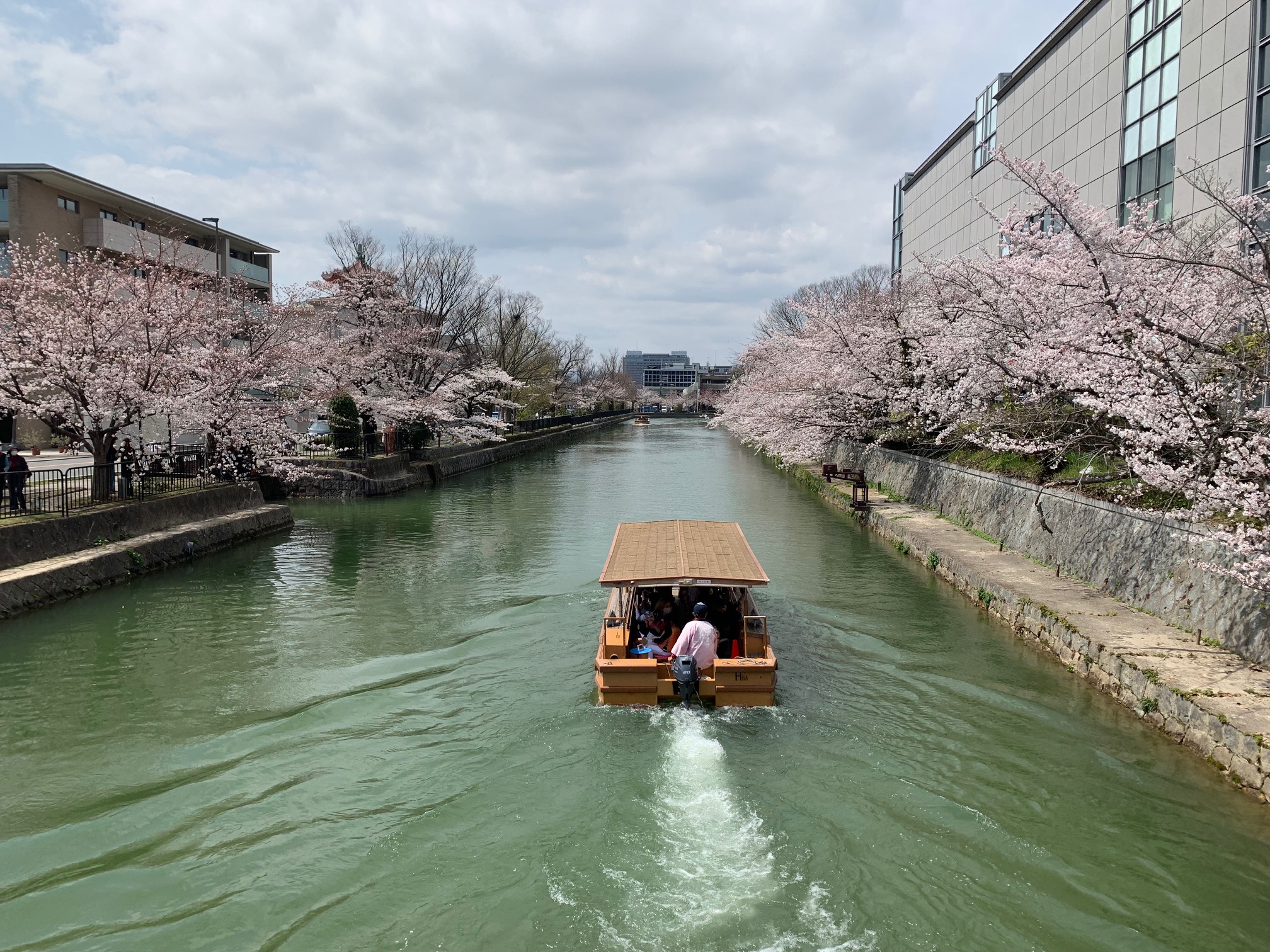 京都の桜が見頃です♪