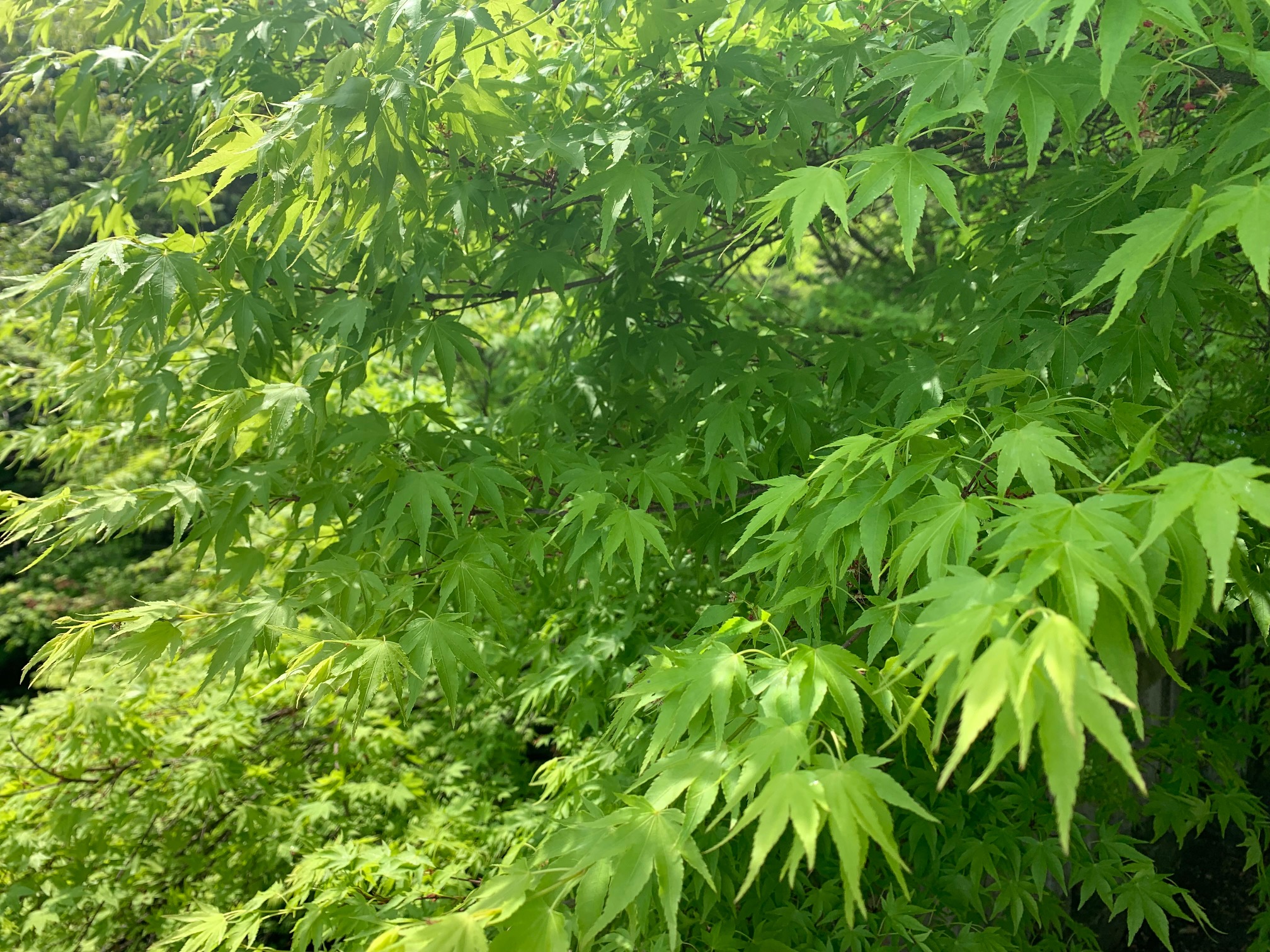 新緑の季節です♪