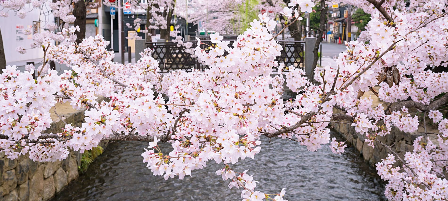 Blooming cherry blossoms