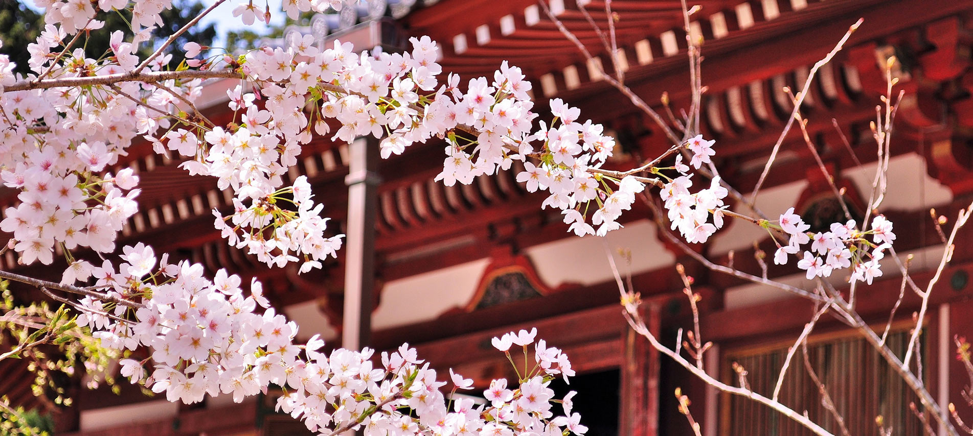 Blooming cherry blossoms